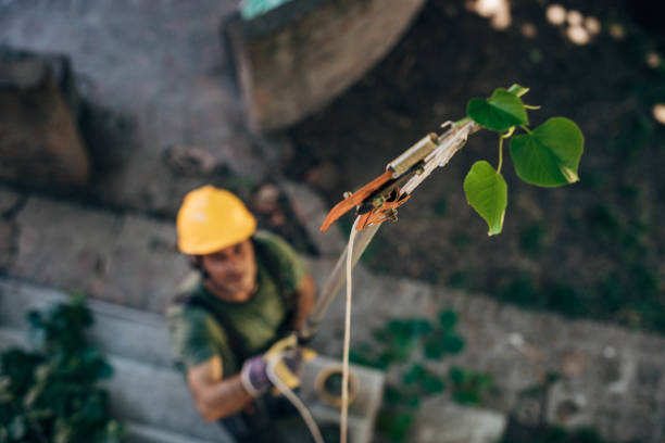 How Our Tree Care Process Works  in  Luxora, AR