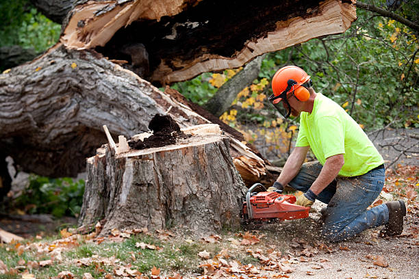 Reliable Luxora, AR Tree Removal Solutions